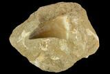 Mosasaur (Prognathodon) Tooth In Rock - Morocco #127680-1